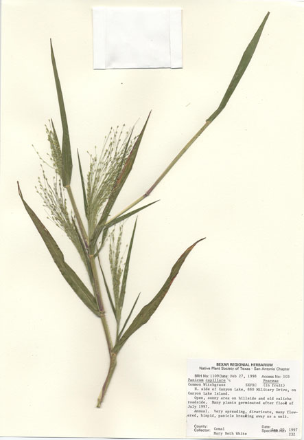 Panicum capillare (Witchgrass) #28990