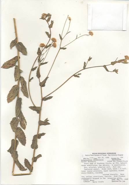 Sclerocarpus uniserialis (Mexican bonebract) #28991