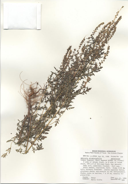 Ambrosia artemisiifolia (Annual ragweed) #28996