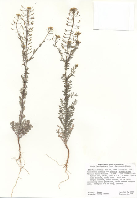 Descurainia pinnata ssp. pinnata (Western tansymustard) #29007