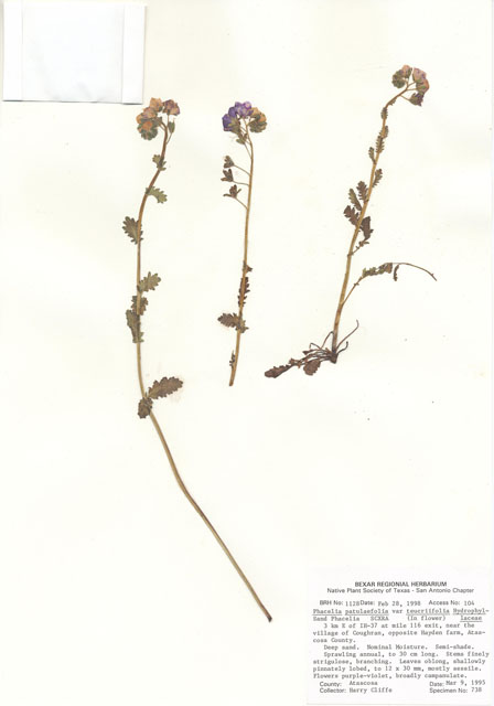 Phacelia patuliflora var. teucriifolia (Sand phacelia) #29009