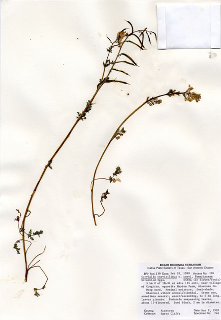Corydalis curvisiliqua ssp. curvisiliqua (Curvepod fumewort) #29011