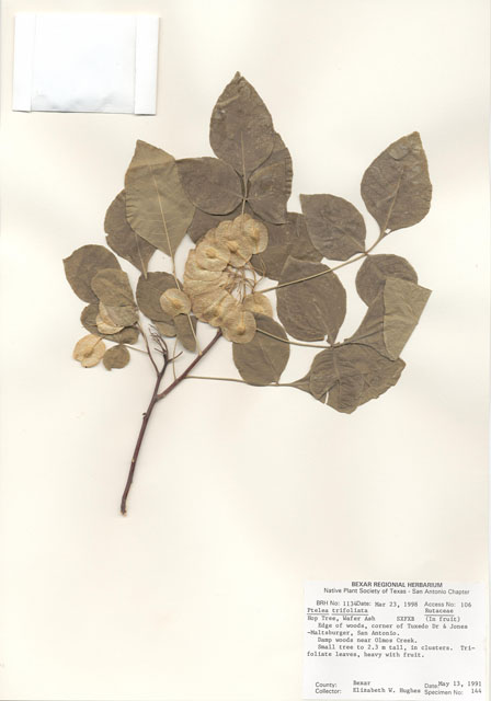 Ptelea trifoliata (Wafer ash) #29015