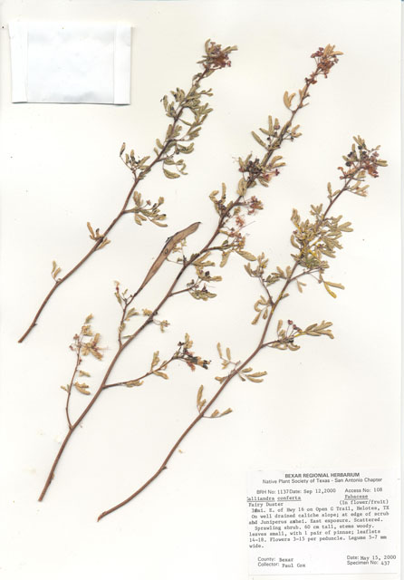 Calliandra conferta (Rio grande stickpea) #29018