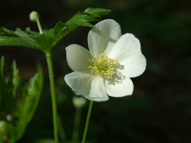 Anemone canadensis (Canadian anemone) #18815