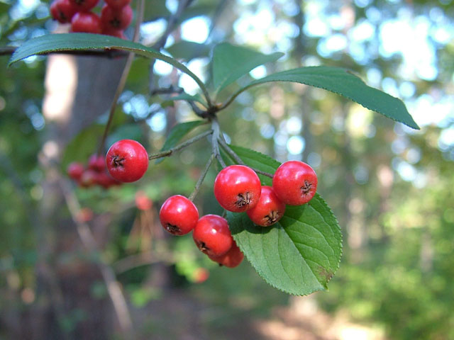 Aronia arbutifolia (Red chokeberry) #19081