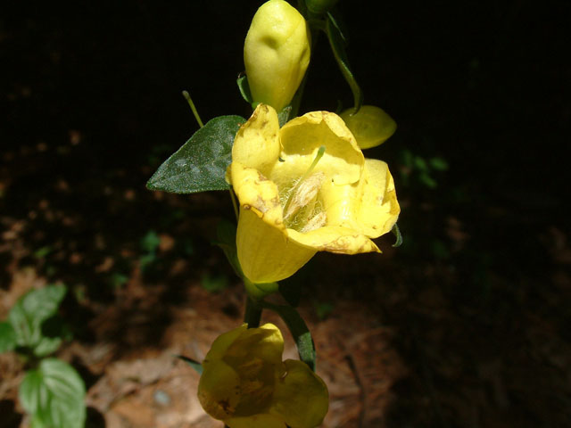 Aureolaria virginica (Downy yellow false foxglove) #18843