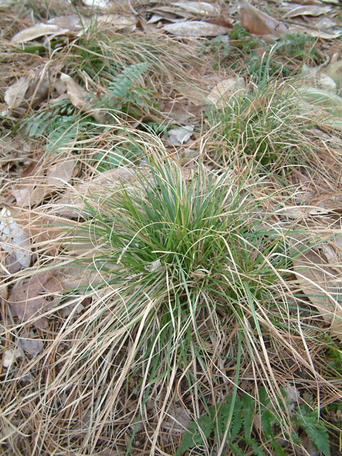 Carex pensylvanica (Pennsylvania sedge) #18858
