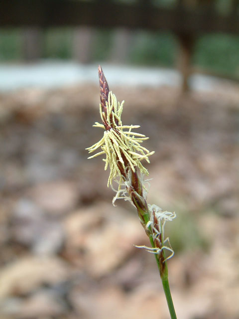 Carex pensylvanica (Pennsylvania sedge) #18857
