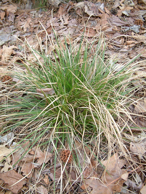 Carex pensylvanica (Pennsylvania sedge) #18856