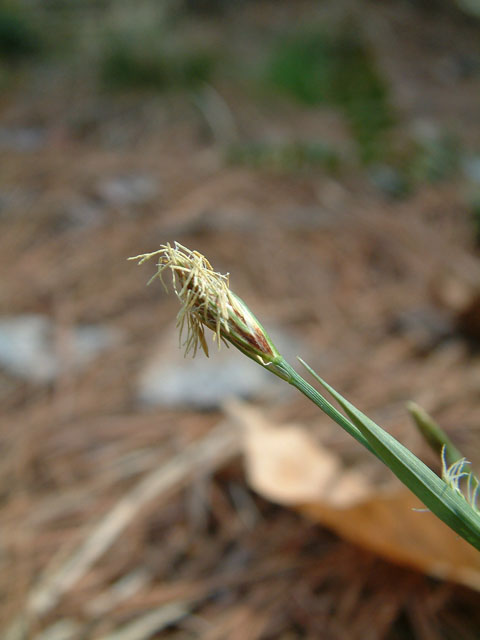 Carex platyphylla (Broadleaf sedge) #18861