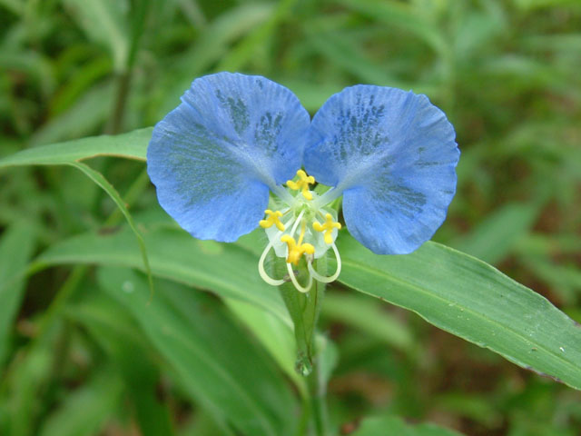 Commelina erecta (Dayflower) #18890
