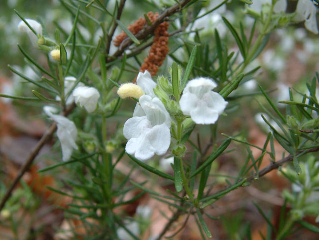 Conradina verticillata (Cumberland false rosemary) #18893