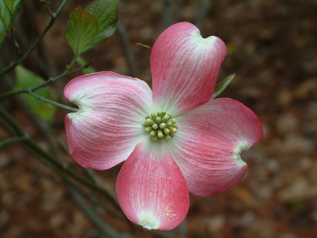 Cornus florida (Flowering dogwood) #18901