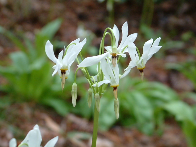 Dodecatheon meadia (Eastern shooting star) #18922