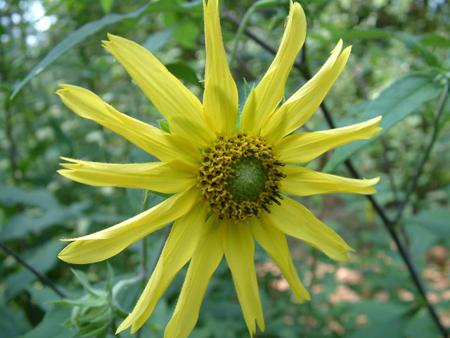 Helianthus resinosus (Resindot sunflower) #18965