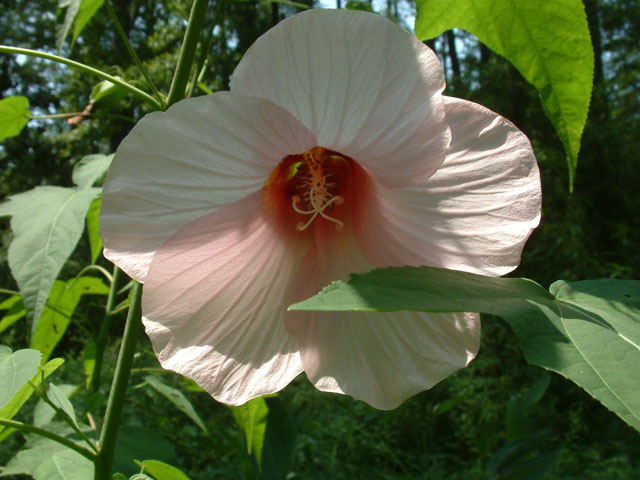 Hibiscus laevis (Halberdleaf rosemallow) #18978