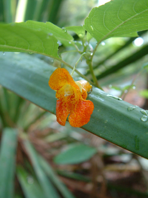 Impatiens capensis (Jewelweed) #18994