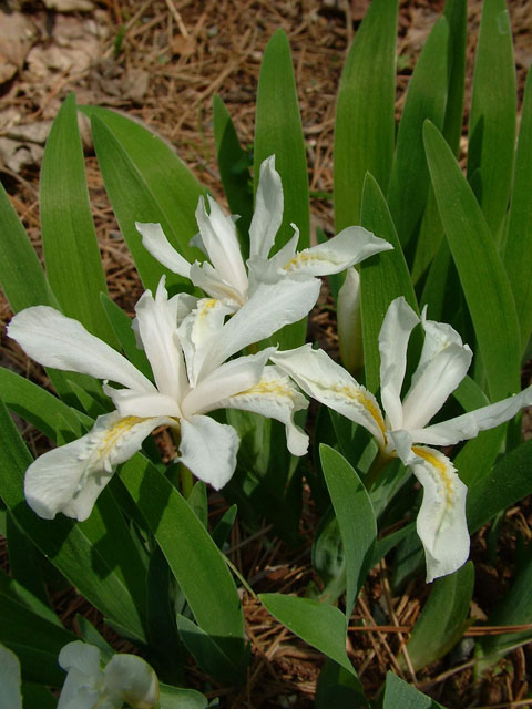 Iris cristata (Dwarf crested iris) #18996