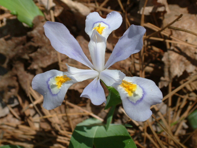 Iris cristata (Dwarf crested iris) #18997