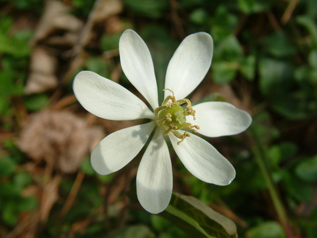 Jeffersonia diphylla (Twinleaf) #19001