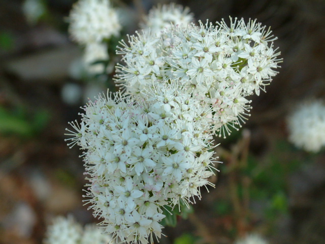 Leiophyllum buxifolium (Sandmyrtle) #19008