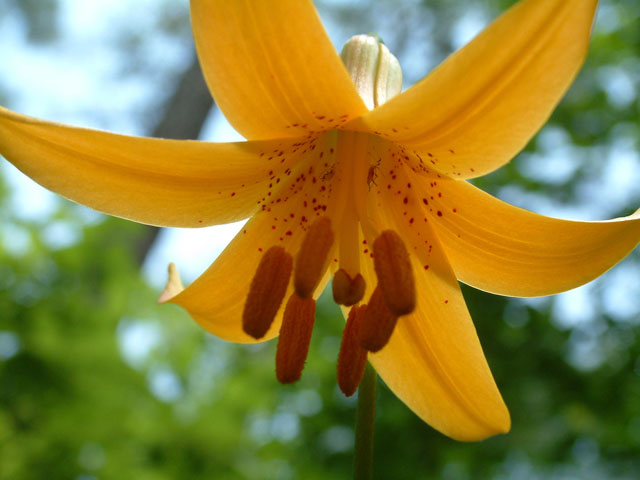 Lilium canadense (Canada lily) #19017