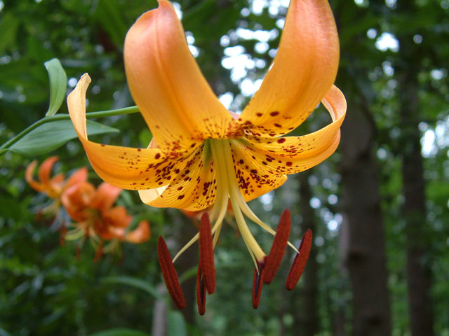 Lilium michauxii (Carolina lily) #19020