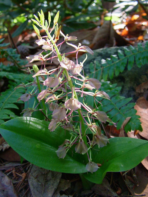 Liparis liliifolia (Brown widelip orchid) #19028