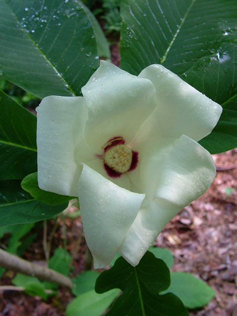 Magnolia ashei (Ashe's magnolia) #19036