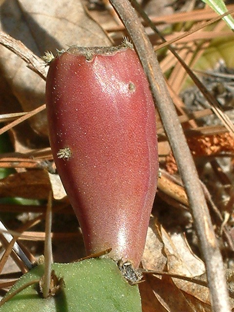 Opuntia humifusa (Low prickly pear) #19051