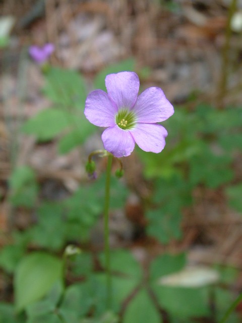 Oxalis violacea (Violet woodsorrel) #19055