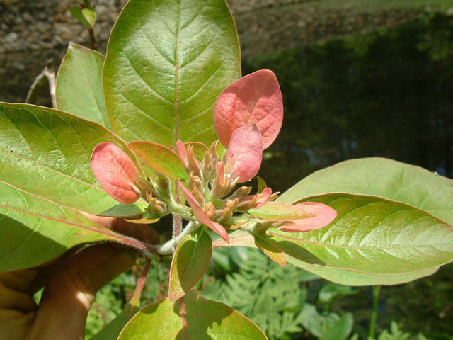 Pinckneya bracteata (Fevertree) #19086