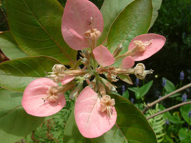 Pinckneya bracteata (Fevertree) #19085