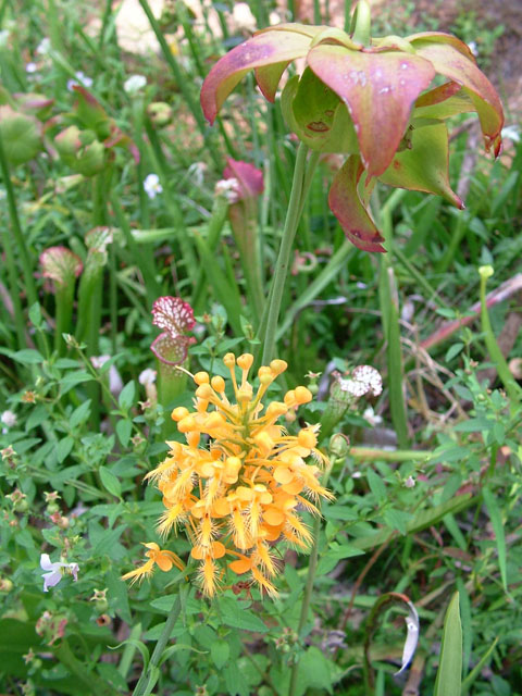Platanthera ciliaris (Orange fringed orchid) #19090