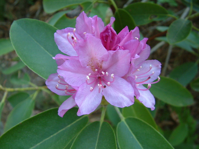 Rhododendron catawbiense (Catawba rosebay) #19111