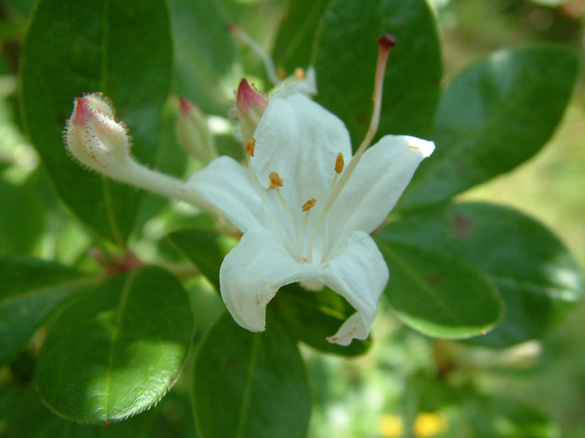 Rhododendron oblongifolium (Texas azalea) #19113