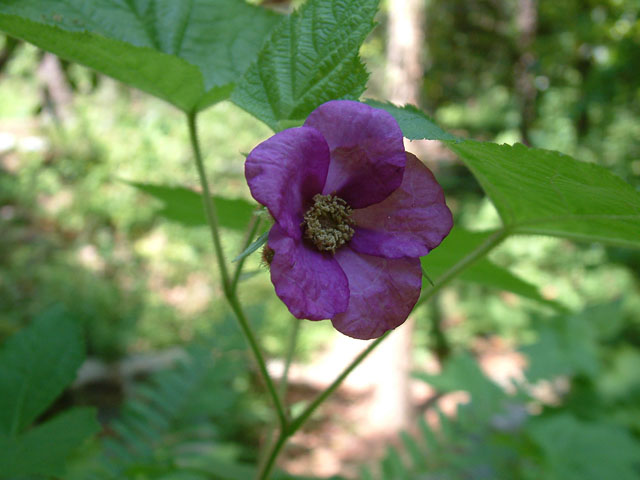 Rubus odoratus (Purple-flowering raspberry) #19120