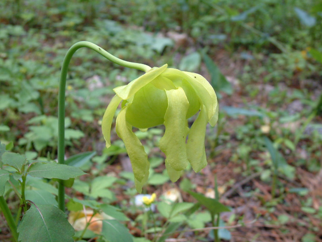 Sarracenia flava (Yellow pitcherplant) #19144