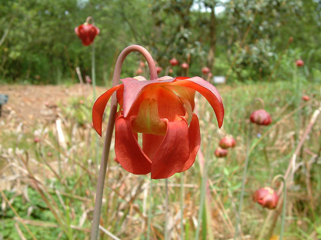 Sarracenia leucophylla (Crimson pitcherplant) #19146