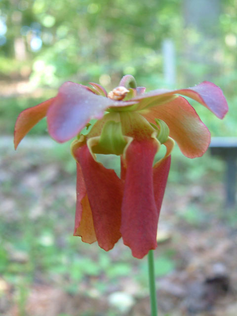 Sarracenia rubra (Sweet pitcherplant) #19151