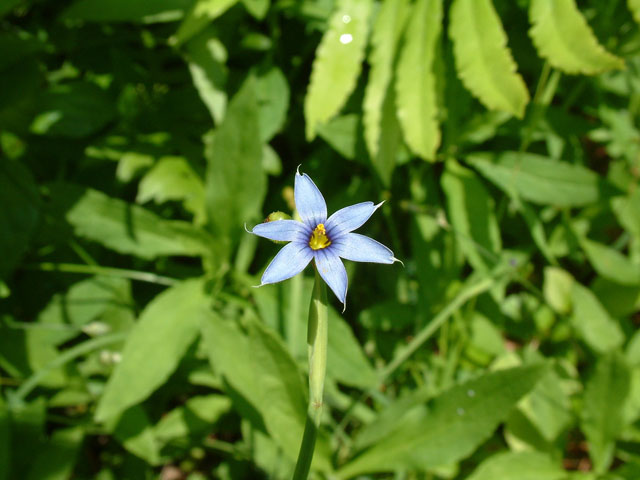 Sisyrinchium angustifolium (Narrowleaf blue-eyed grass) #19169