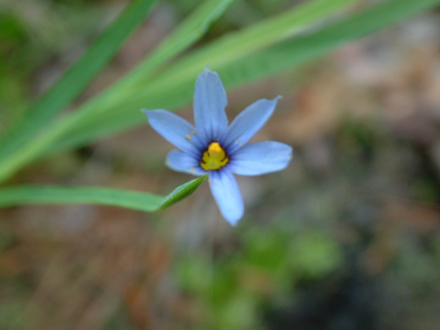 Sisyrinchium mucronatum (Needletip blue-eyed grass) #19170
