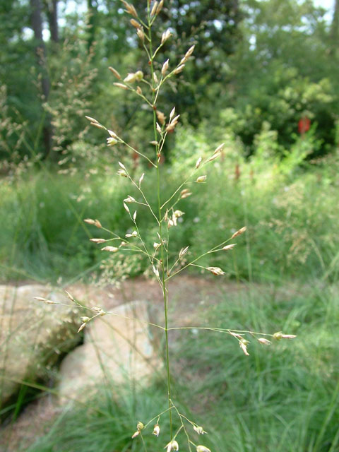 Sporobolus heterolepis (Prairie dropseed) #19180