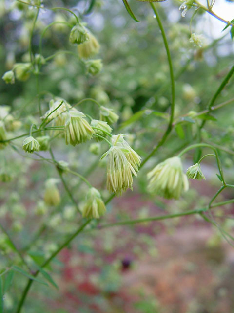 Thalictrum cooleyi (Cooley's meadow-rue) #19200