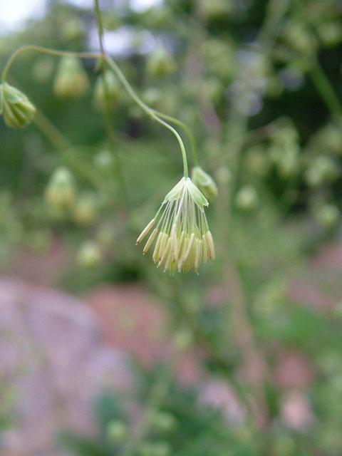 Thalictrum cooleyi (Cooley's meadow-rue) #19201