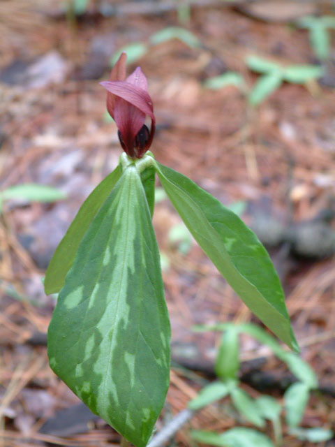 Trillium lancifolium (Lanceleaf wake-robin) #19226