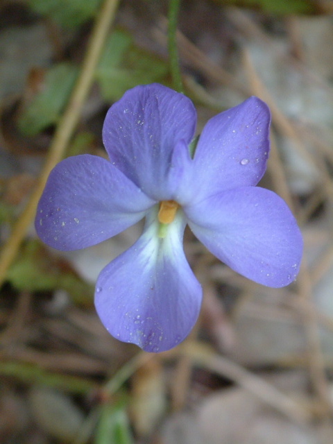 Viola pedata (Birdfoot violet) #19261