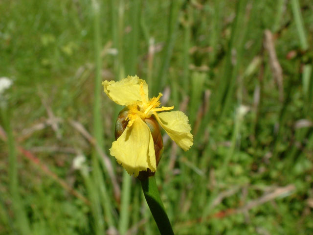 Xyris laxifolia var. iridifolia (Irisleaf yelloweyed grass ) #19268