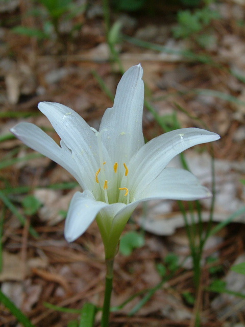 Zephyranthes atamasca (Atamasco lily) #19270